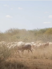 Activating the World Bank's Crisis Preparedness Toolkit to Protect Pastoralists in the Horn of Africa